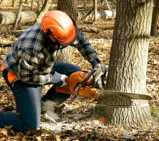 Tree Removal in Kelliher, MN